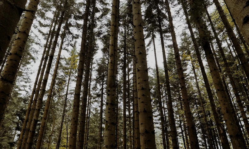 Codice Forestale Camaldolese