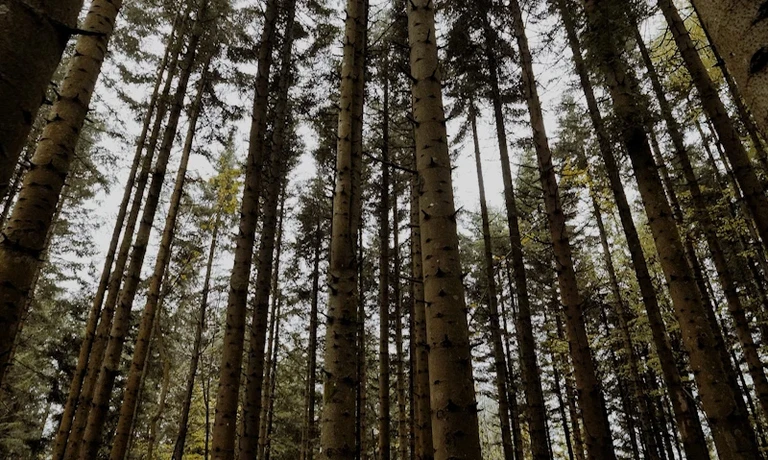 Codice Forestale Camaldolese